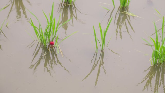 梅雨の雨が降る水田の若い稲の根元に産み付けられたジャンボタニシの鮮やかなピンク色の卵