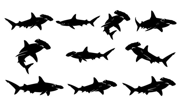 Hammerhead Shark Silhouette Vector Set Marine Wildlife Cartoon Illustration