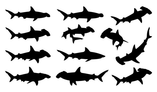 Hammerhead Shark Silhouette Collection Underwater Marine Vector Illustration