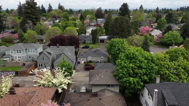 Lush residential neighborhood with single-family homes and blooming pink cherry blossom trees lining quiet streets spreading across flat Portland terrain in Oregon, USA. Aerial drone descend shot