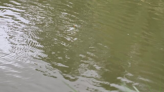 Fishing float movement and angler catching a fish, Taiwanese fishing technique