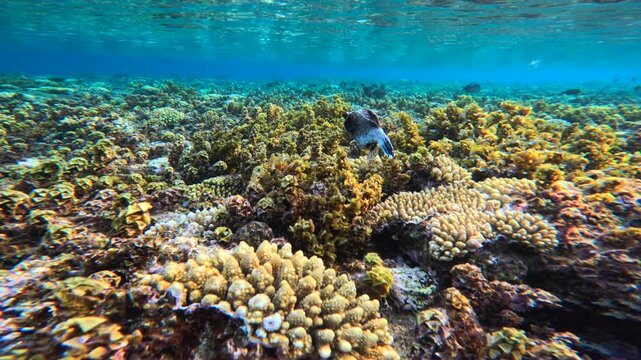 Blackspotted puffer fish swimming above coral reef in shallow tropical sea
