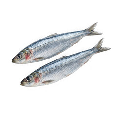 Fototapeta premium Two fresh sardine fish on white isolated on transparent background