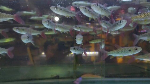 A close-up shot school of Pinktail Chalceus swimming in aquarium