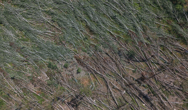 Aerial view of fallen trees scattered across a forest floor following a severe storm in Portugal.