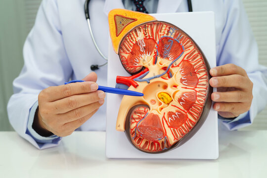 Chronic kidney disease, doctor with model for treatment urinary system, urology, Estimated glomerular filtration rate eGFR.