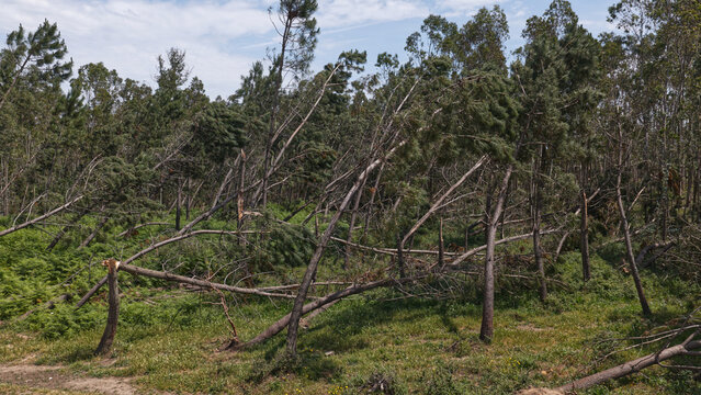 Aerial view of broken and fallen pine trees in a forest after a heavy storm in Portugal.