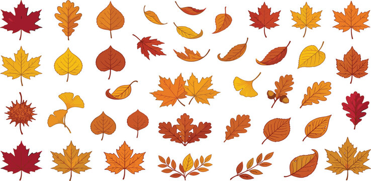 Autumn fall leaves foliage and ginkgo vector elements set with maple oak branches isolated