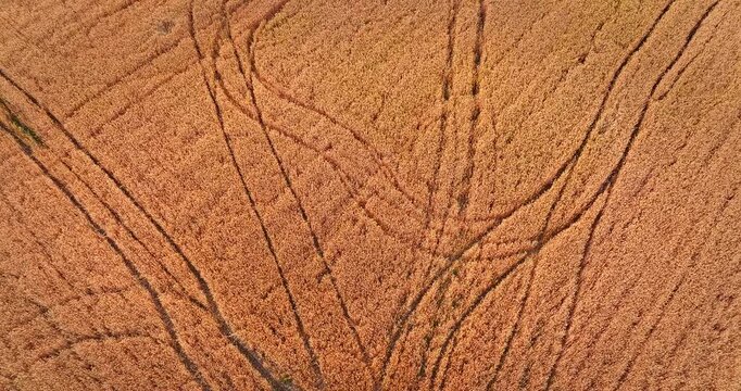 Top down aerial view of golden wheat fields with artistic abstract patterns