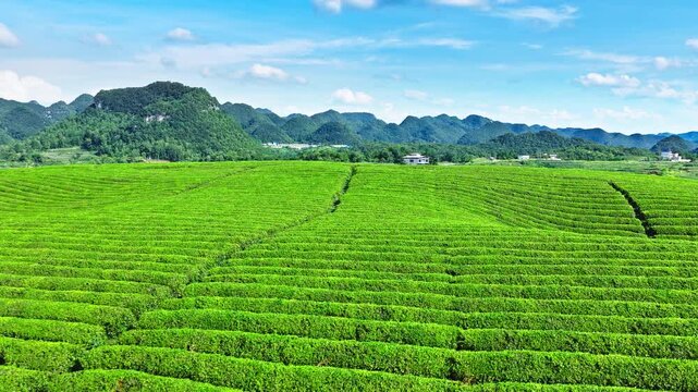 Aerial view of lush green tea plantations on terraced hills under blue sky
