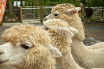 Fototapeta premium Three alpacas with fluffy fur are standing close together