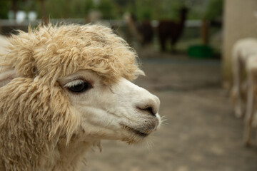 Fototapeta premium Fluffy alpaca stands in focus with blurred ranch animals behind