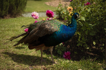Obraz premium Peacock showcasing vibrant feathers near blooming flowers