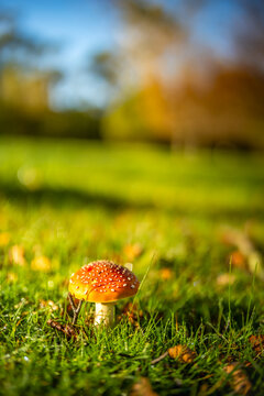 Low angle view of a vibrant red mushroom glowing in early morning sunlight in a woodland, Mount Macedon, Victoria, Australia.