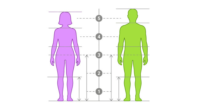 Vector illustration displaying female and male human body silhouettes with precise proportion measurements, illustrating ergonomic design standards and providing data for anthropometry studies