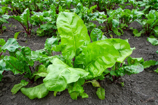 Lush green beet leaves in a vegetable garden. Growing natural beets in the field.