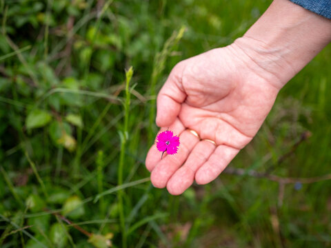 Close up of a hand holding a bright pink Dianthus deltoides wildflower with a blurred green meadow background. Spring nature, floral detail, and shallow depth of field.