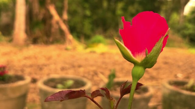Red Rose Bud Beginning to Bloom in Garden, Close Up of Rose Flower Opening, Romantic Floral Beauty, Nature, Gardening, Botanical