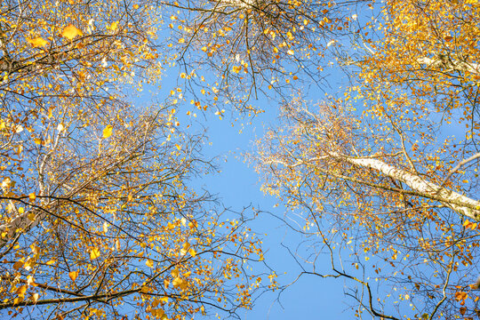 Looking up through a golden autumn forest canopy toward a clear blue sky from forest floor, Mount Macedon, Victoria, Australia