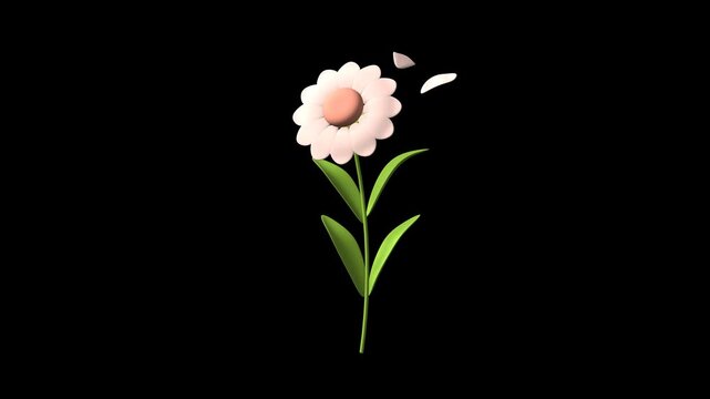 Soft orange rose moving rotation on transparent background