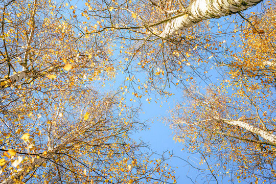 Looking up through a golden autumn forest canopy toward a clear blue sky from forest floor, Mount Macedon, Victoria, Australia