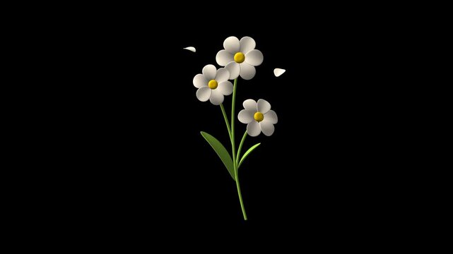White flowers loop moving on transparent background
