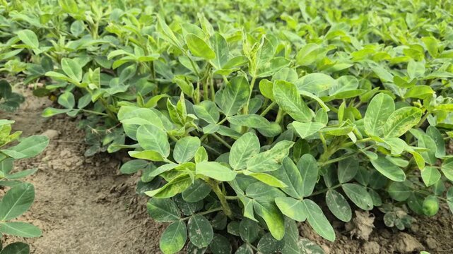 Dense Green Peanut Field In Vegetative Growth Stage