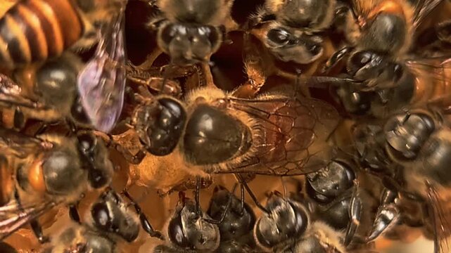 Queen Honey Bee Surrounded by Worker Bees on Natural Honeycomb Inside Beehive, Colony Behavior, Apiculture, Pollination, Honey Production, Macro Wildlife