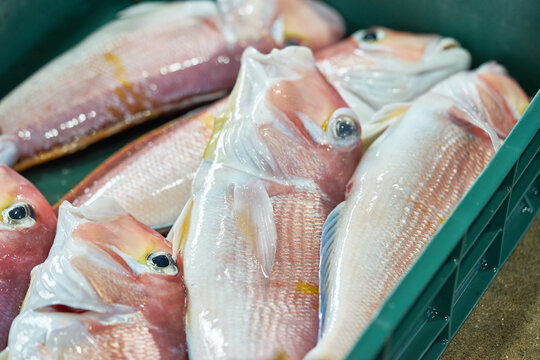 A bustling Jeju fish market scene featuring crates of freshly caught red tilefish, or Okdom. The wide shot shows rows of fish ready for auction, while the close-up highlights their pristine quality.