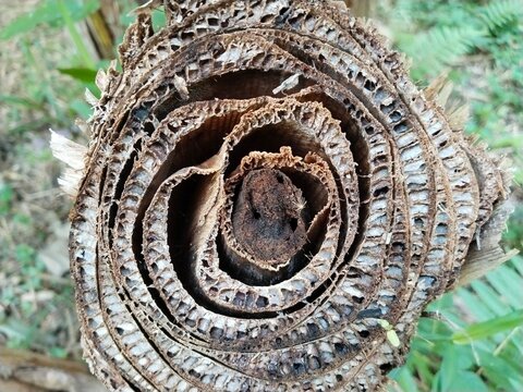 The surface of a felled banana tree trunk.