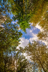 Fototapeta premium Looking Up Through Autumn Trees at the Sky