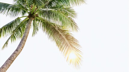 Naklejka premium Tall vibrant green tropical palm tree with bright sunlight shining through the long leaves captured in isolation on white background