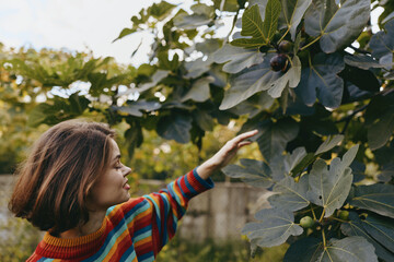 girl fig tree reaching in garden outdoors, child in colorful striped sweater reaching up to pick ripe fruit from branch. Natural light, profile portrait, autumn harvest moment. © SHOTPRIME STUDIO