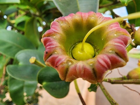 Lafoensia pacari (pacari, false quina) with tubular reddish-yellow flowers and long yellow filaments, thriving in sunny gardens with glossy green leaves and exotic ornamental appeal.
