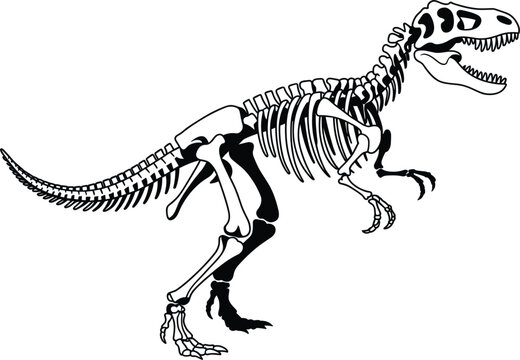Dinosaur skeleton silhouette of tyrannosaurus rex prehistoric fossil, black and white outline vector illustration
