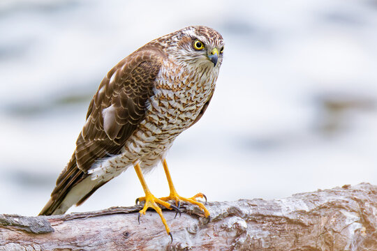水辺にいるハイタカ(Sparrow Hawk)の幼鳥