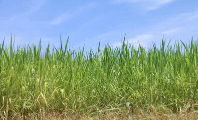 Obraz premium A vast expanse of lush green meadows, a clear sky, delicate blades of grass, a clean and uncluttered botanical design.