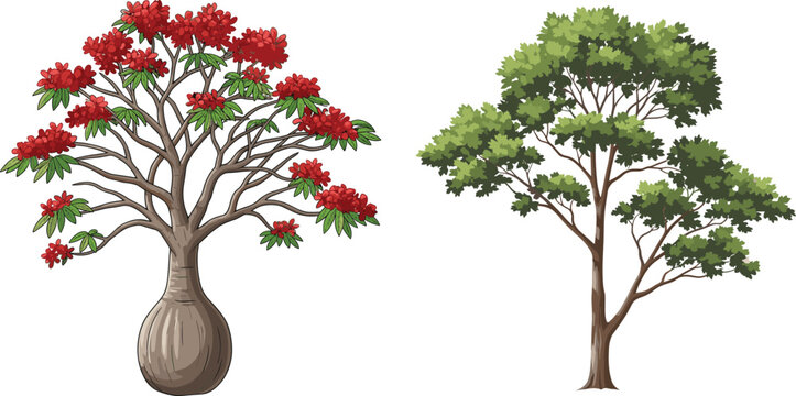 Bottle tree with red flowers, deciduous tree with green foliage, nature comparison, botanical illustration, landscape design, educational plant study, artistic reference