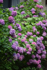 Obraz premium 鎌倉 長谷寺 紫陽花