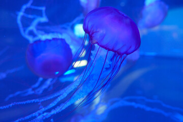 Glowing jellyfish in blue aquarium water © Wang Dan