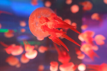 Glowing red jellyfish in a dark aquarium © Wang Dan