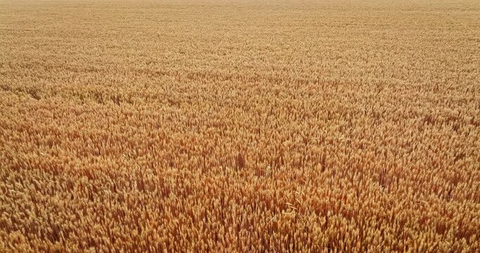 Top down aerial view of golden wheat fields ready for harvest