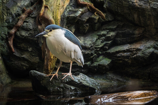 black crowned night heron standing on rock