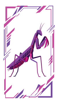 Purple Mantis Insect Closeup.
