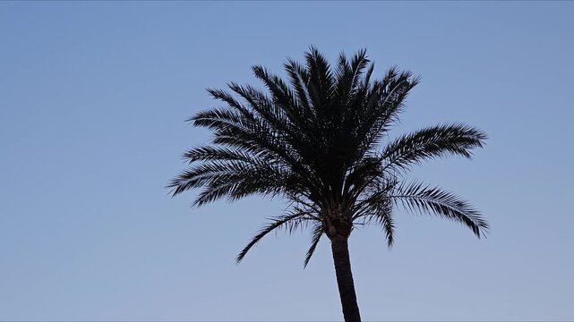 A tall palm tree swaying against a clear blue sky. Enjoy the peaceful summer vibes and calm daylight in this beautiful tropical resort scenery.