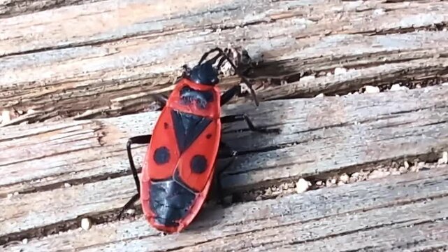 Detailed close up of firebugs walking across rough wooden boards in a natural outdoor setting.
