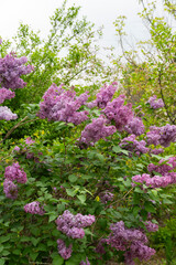 Obraz premium Blooming Purple Lilac Flowers in Spring Garden