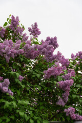 Obraz premium Blooming Purple Lilac Flowers in Spring Garden