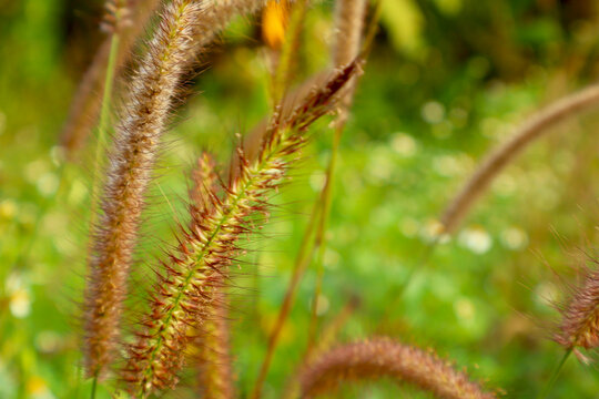 Deenanath Grass Macro Pennisetum Seed Head with Green Bokeh