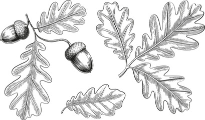 Vintage oak leaves illustration, engraved acorn botanical collection isolated vector drawing for nature decorative design elements © Sume